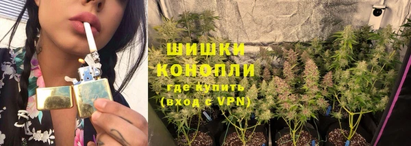 прущие грибы Алзамай